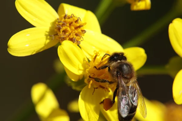 Makro pszczoły na kwiatku — Zdjęcie stockowe