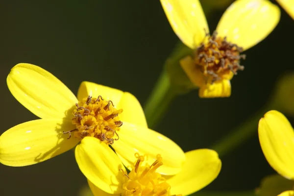 Fiori gialli chiudere — Foto Stock