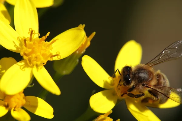 Macro de una abeja en una flor — Foto de Stock