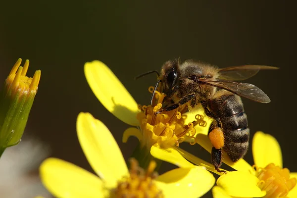 Макрос пчелы на цветке — стоковое фото