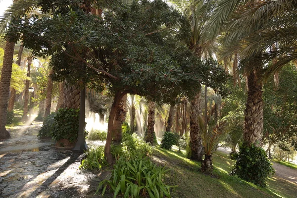 Jardín de palmeras regado — Foto de Stock
