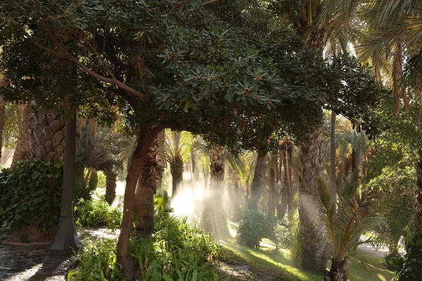 Jardín de palmeras regado — Foto de Stock
