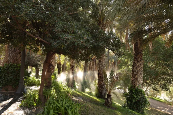 Jardín de palmeras regado — Foto de Stock