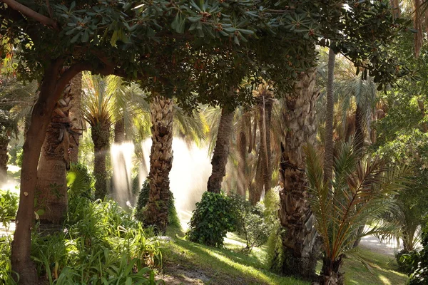 Jardín de palmeras regado — Foto de Stock