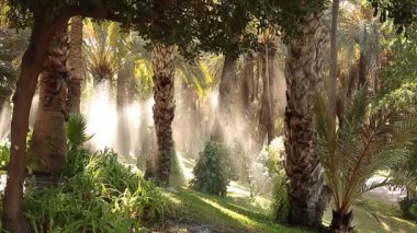 Elche bahçede