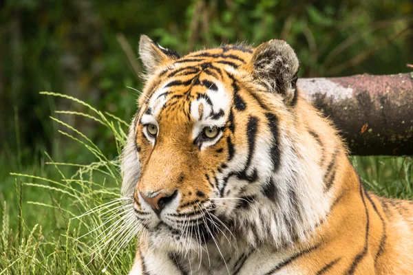 Tiger Portrait — Stock Photo, Image