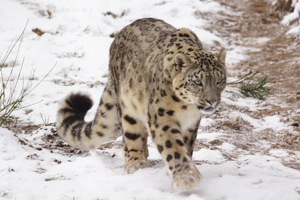 Leopard i snö — Stockfoto