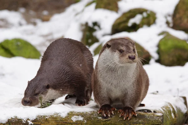 Lontra europeia no inverno — Fotografia de Stock