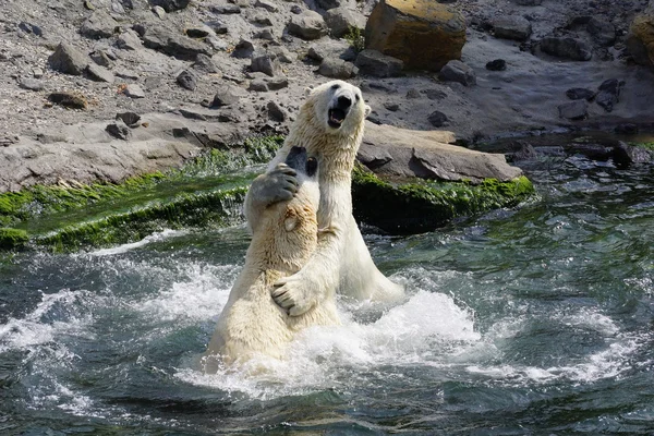 Dois ursos polares na água — Fotografia de Stock