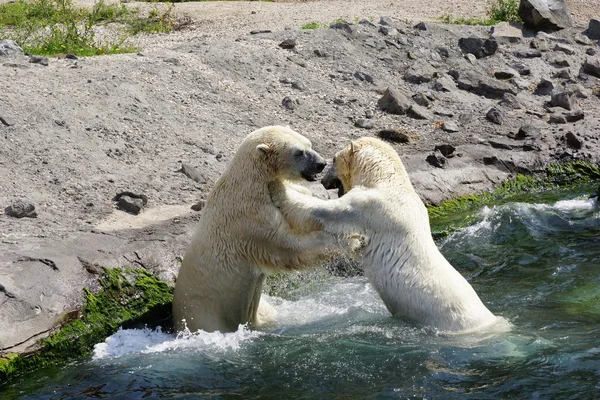 Two polar bears fighting Royalty Free Stock Photos