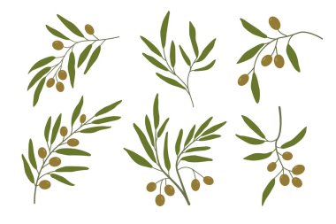 Zeytin dalları iki kişilik. Zeytin, ağaç dalları. Yeşil yapraklar. Vektör çizimi. Kartpostalları süslemek için dallar, dekoratif ögeler.