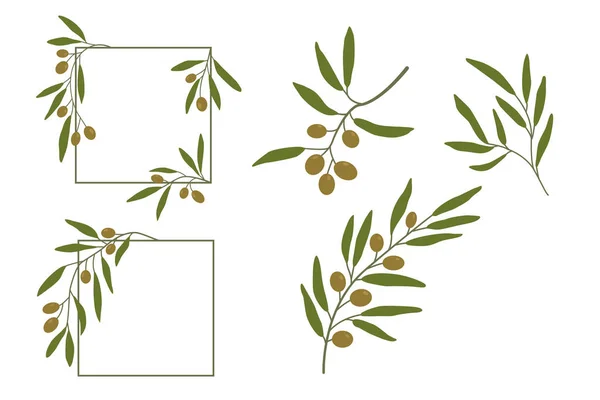 フレーム オリーブの枝の背景 果物とベクトルオリーブの枝 テキストやデザインのための美しいオリーブの枝 第二オプション — ストックベクタ