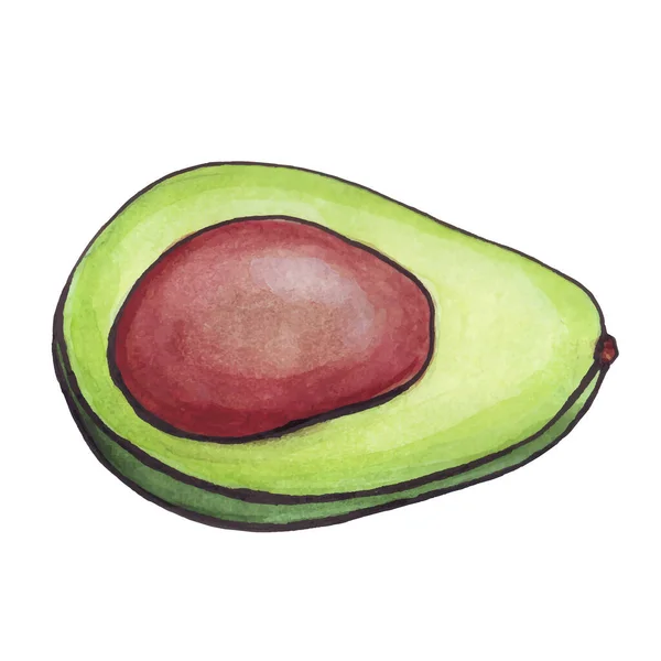 Avokado Akvarell Halv Avokado Stort Fruktben Grönt Bär Vektorillustration — Stock vektor
