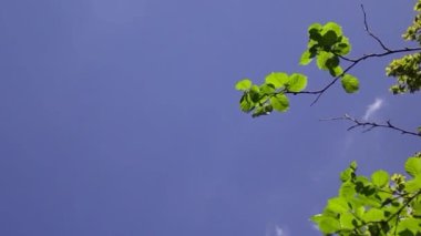 Ağacın yeşil yaprakları rüzgarda gökyüzünün arka planına doğru hareket eder..