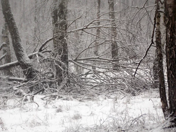 Snowfall Dzień Zimnym Mrocznym Lesie Zimowym — Zdjęcie stockowe