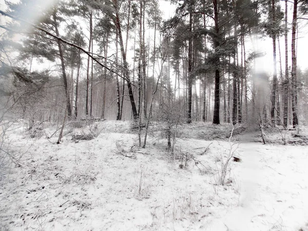 Snowfall day in a cold gloomy winter forest.