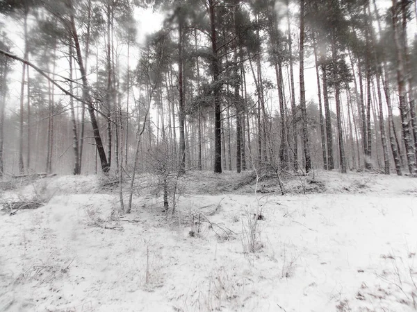Snowfall Dzień Zimnym Mrocznym Lesie Zimowym — Zdjęcie stockowe