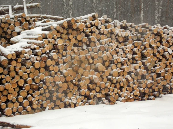 Una Pila Troncos Pino Bajo Las Nevadas — Foto de Stock