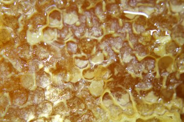 Taze çiftlik balı ve bal peteği yakın plan.