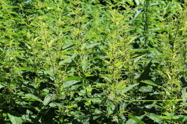 Yüksek ısırgan otlarının yeşil tarlası.