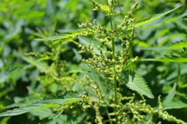 Bulanık arka planda yeşil ısırgan otu.