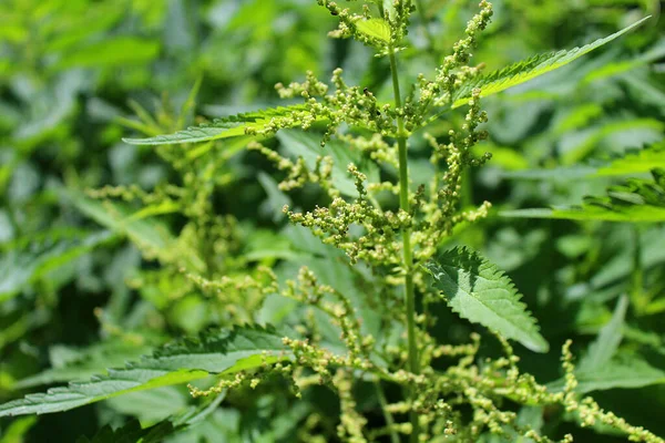 Bulanık arka planda yeşil ısırgan otu.