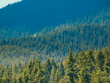 Çok uzaktaki ağaç ormanı