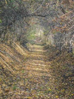 Düşmüş yapraklarla ormanda yol
