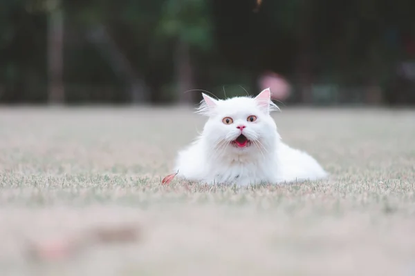 Witte Perzische Kat Gras Het Park — Stockfoto