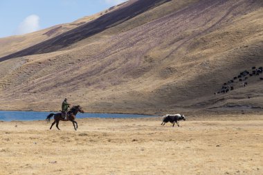 Kırgızistan'hayvan sürüsü yak