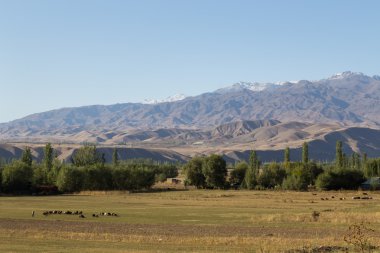Otlayan koyun ve Kırgızistan'daki güzel manzara