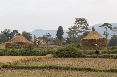 Nepal köylüler Pokhara, Nepal alan hasat