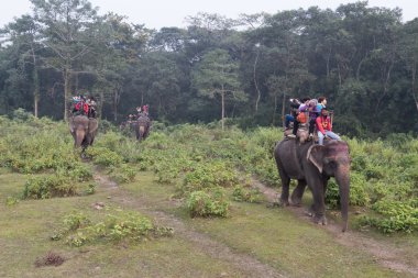 Turistik bir fil Safari Chitwan Milli Parkı, Nepal