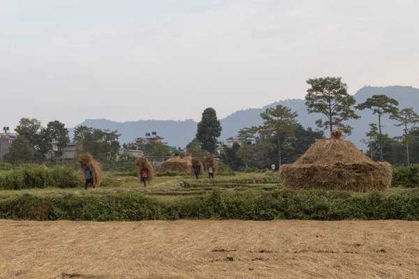 Nepalese peasants harvesting field in Pokhara, Nepal — Stock Photo, Image