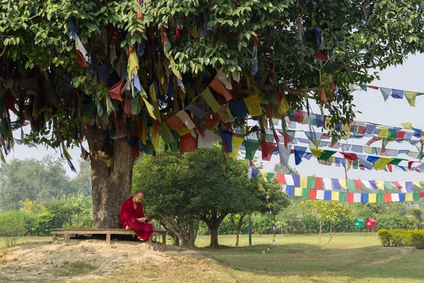 Mönch sitzt unter einem Baum in Lumbini, Nepal — Stockfoto