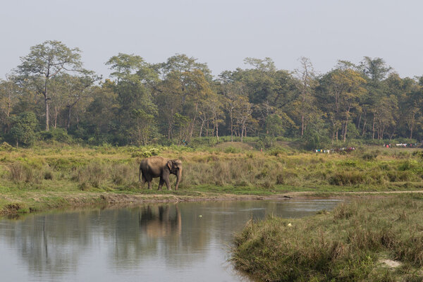 Elephant in Chitwan National Park, Nepal