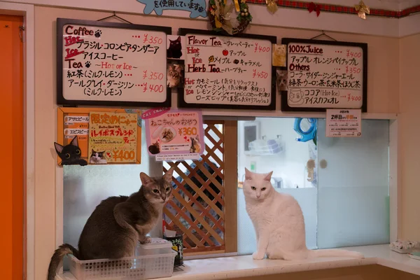 Cat cafe in Tokyo, Japan