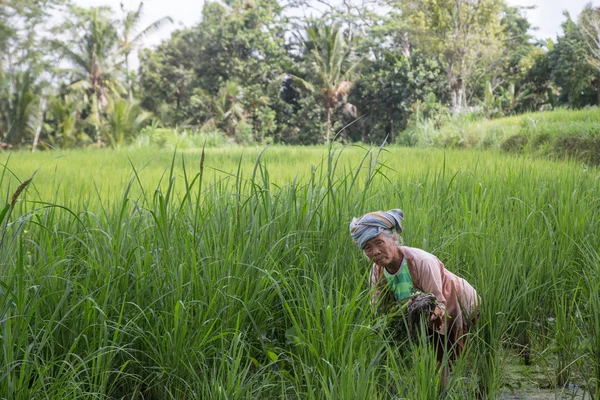 Літня жінка працює на рисових полях — стокове фото