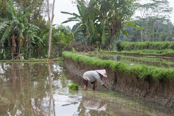 Жінка посадки рису на Балі, Індонезія — стокове фото