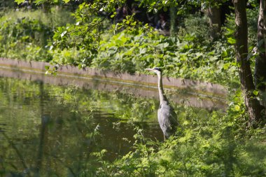 Gri balıkçıl Frederiksberg Parkı, Danimarka