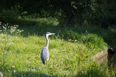 Gri balıkçıl Frederiksberg Parkı, Danimarka
