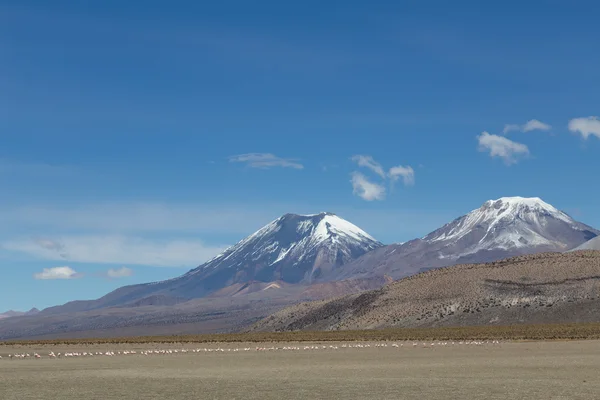 Flamingos e vulcões no Parque Nacional do Sajama — Fotografia de Stock