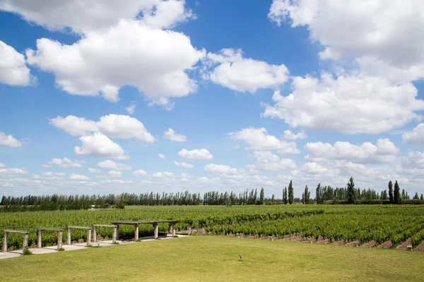 Vignoble en Mendoza, l'Argentine — Photo