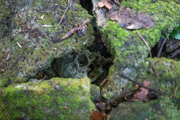 Skull in a shrine on Solomon Islands