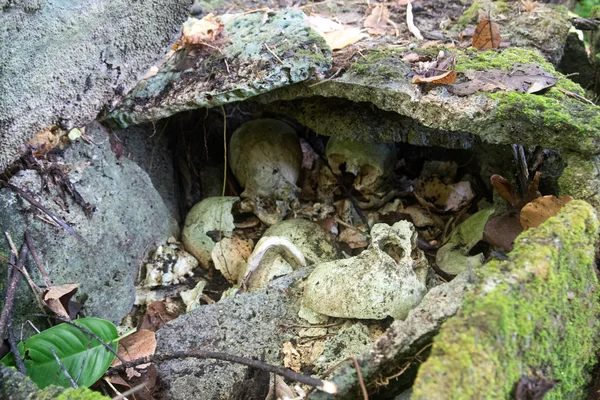 Skulls in a shrine on Solomon Islands