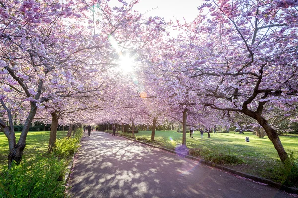 Cherry tree blossoming at Bispebjerg Cemetery, Denmark — Stock Photo, Image