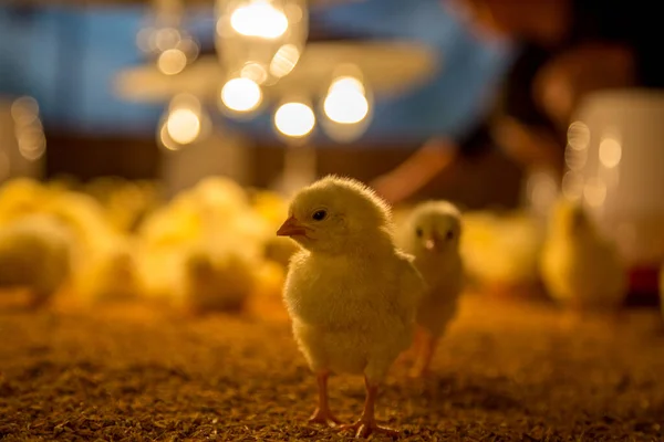 Un día pollo viejo —  Fotos de Stock