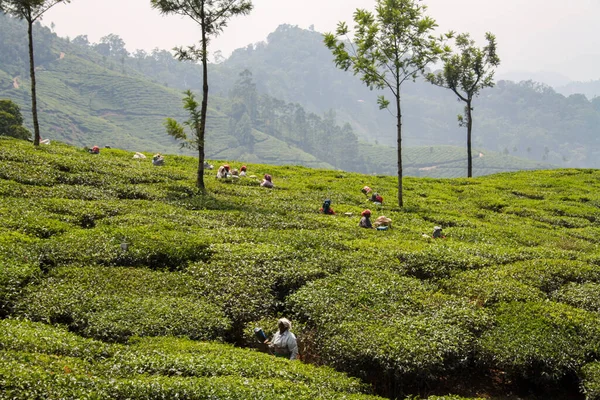 Munnar, Hindistan 'da Çay Çiftliği İşçileri — Stok fotoğraf
