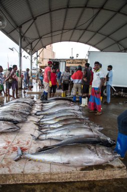 Negombo, Sri Lanka 'daki balık pazarı