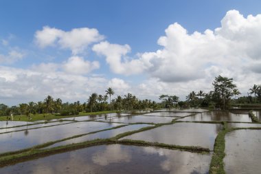 pirinç alanları bali